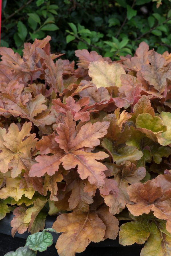 Heucherella Hopscotch Heucherella 'Hopscotch'