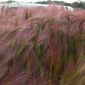 Hordeum jubatum Squirrel Tail Grass
