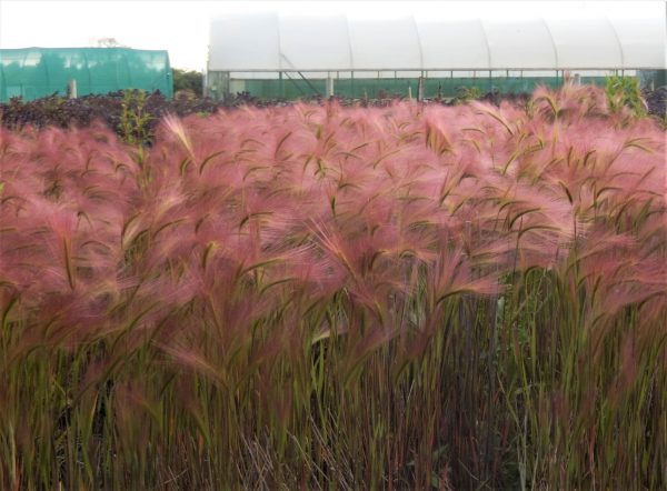 Hordeum jubatum WEB2