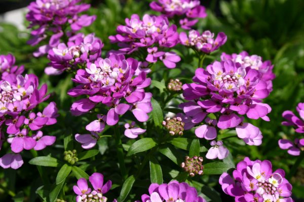 Iberis 'Absolutely Amethyst'