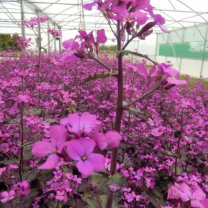 Lunaria annua 'Chedglow'
