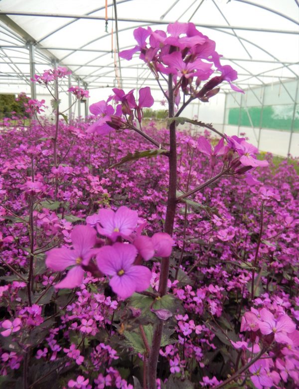 Lunaria annua Chedglow WEB Lunaria annua 'Chedglow'
