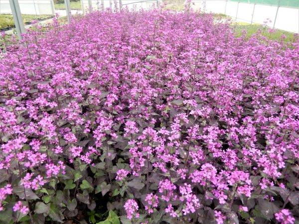 Lunaria annua Chedglow2 WEB
