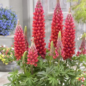 Lupinus West Country 'Beefeater'