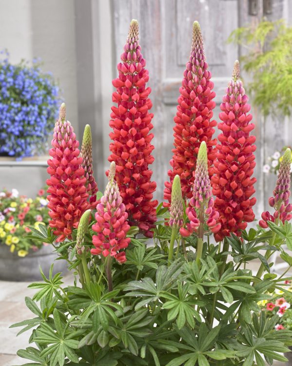 Lupinus Beefeater Lupinus West Country 'Beefeater'