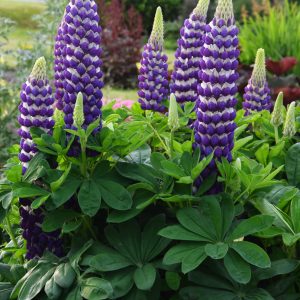 Lupin West Country Blacksmith
