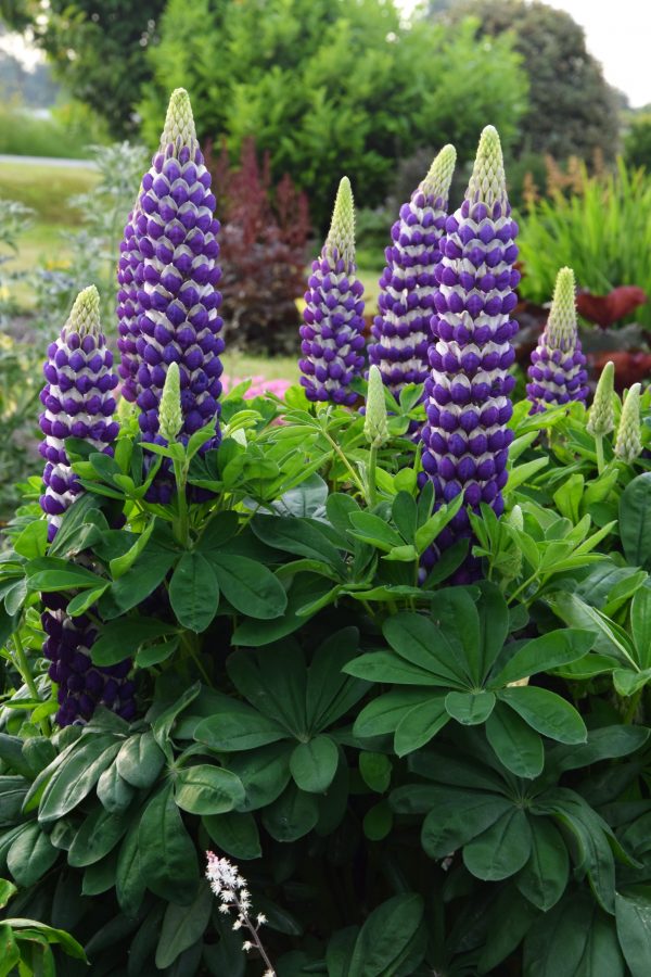 Lupin West Country Blacksmith Lupin West Country Blacksmith