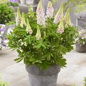 Lupinus West Country 'Blossom'