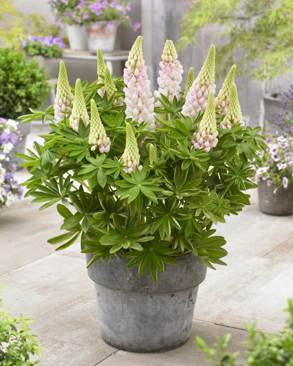 Lupinus West Country 'Blossom'