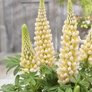 Lupinus West Country 'Cashmere Cream'
