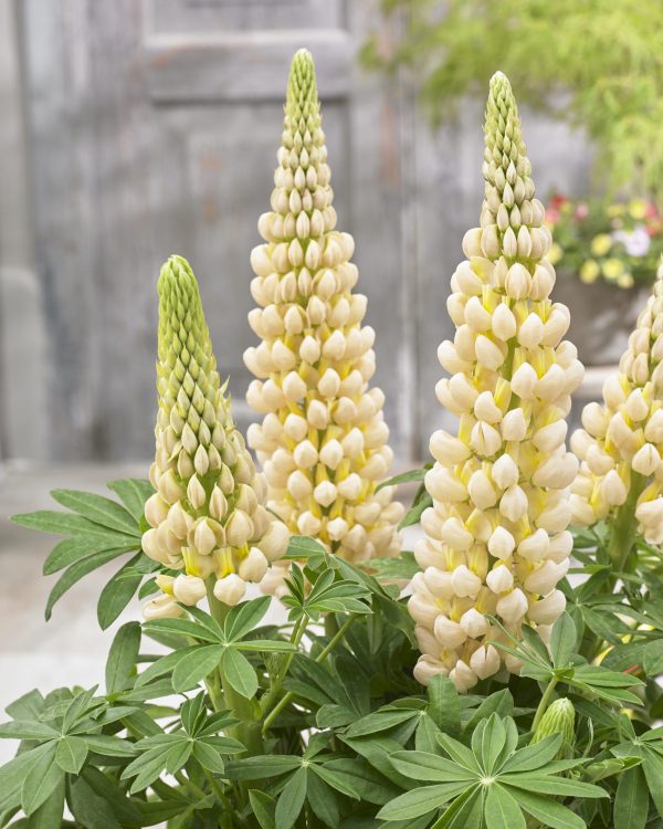Lupinus Cashmere Cream Lupinus West Country 'Cashmere Cream'