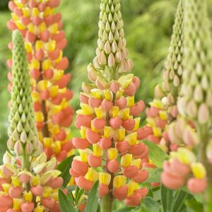 Lupinus West Country 'Gladiator'