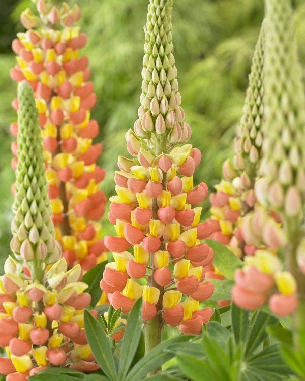 Lupinus Gladiator Lupinus West Country 'Gladiator'