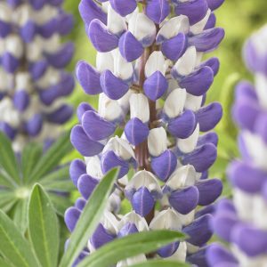 Lupinus West Country 'King Canute'