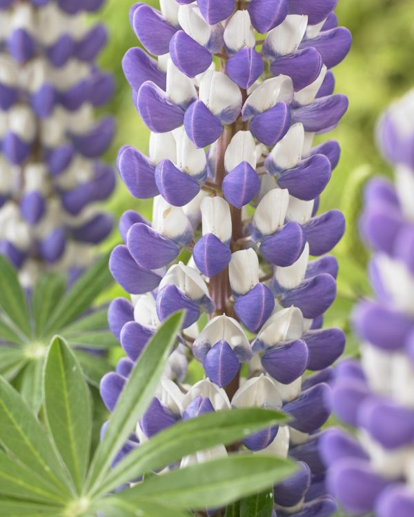 Lupinus King Canute Lupinus West Country 'King Canute'