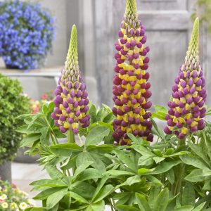 Lupinus West Country 'Manhattan Lights'