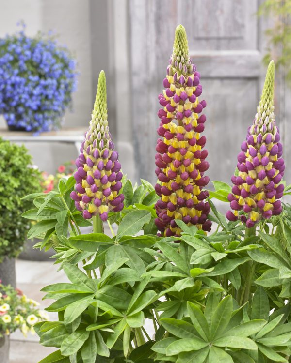Lupinus West Country 'Manhattan Lights'