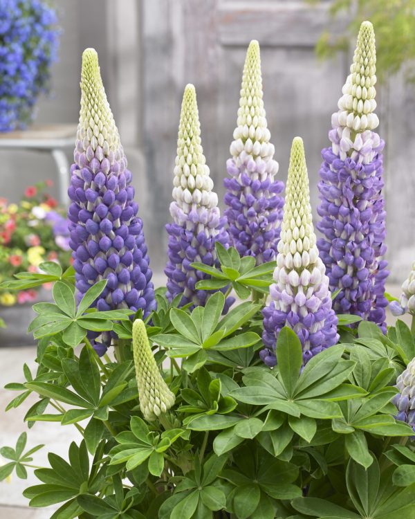 Lupinus Persian Slipper Lupinus West Country 'Persian Slipper'