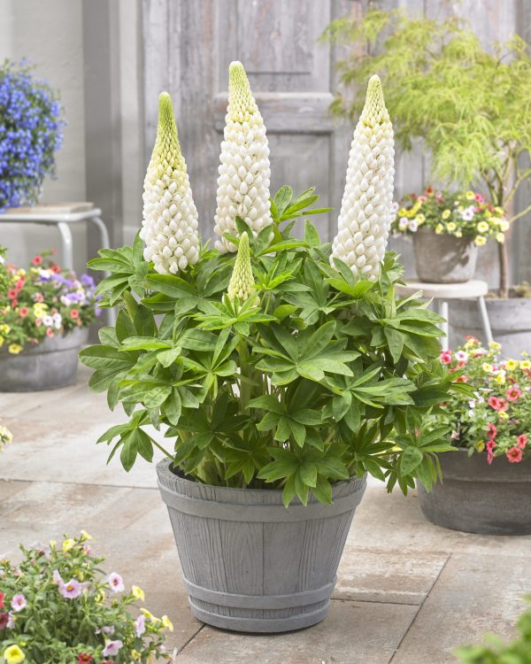 Lupinus Polar Princess Lupinus West Country 'Polar Princess'