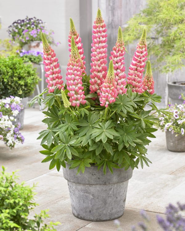 Lupinus West Country 'Rachel de Thame'