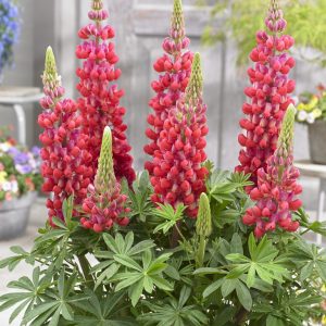 Lupinus West Country 'Red Rum'