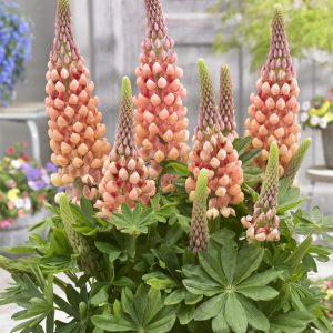 Lupinus West Country 'Salmon Star'