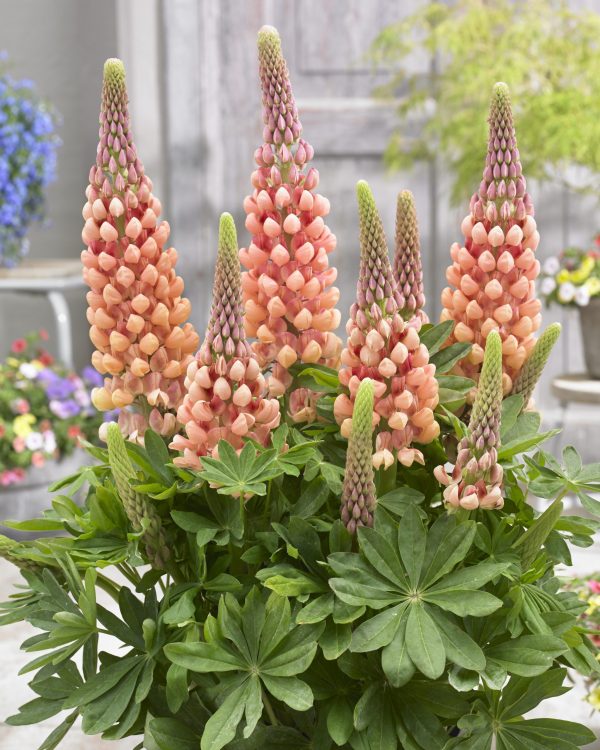 Lupinus Salmon Star Lupinus West Country 'Salmon Star'