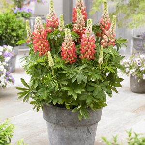 Lupinus West Country 'Tequila Flame'