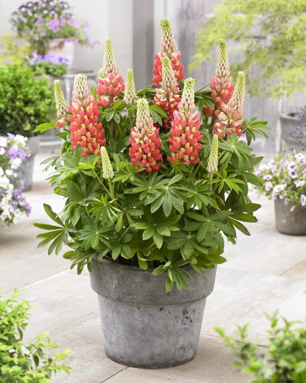 Lupinus Tequila Flame Lupinus West Country 'Tequila Flame'