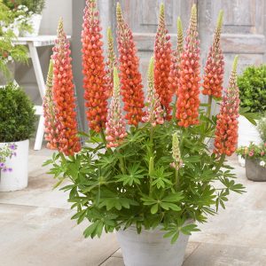 Lupinus West Country 'Terracotta'