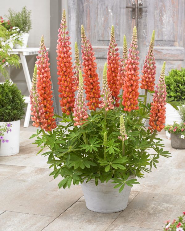 Lupinus Terracotta Lupinus West Country 'Terracotta'