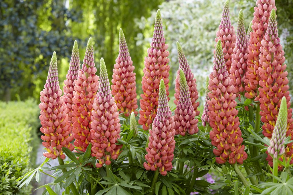 Lupinus West Country 'Towering Inferno' | Proctors Nursery