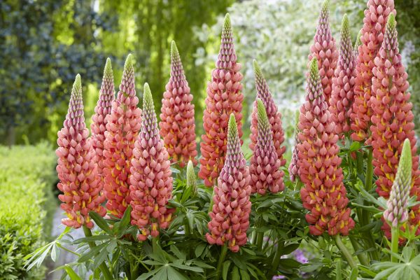 Lupinus Torenhoge Inferno Lupinus West Country 'Towering Inferno'