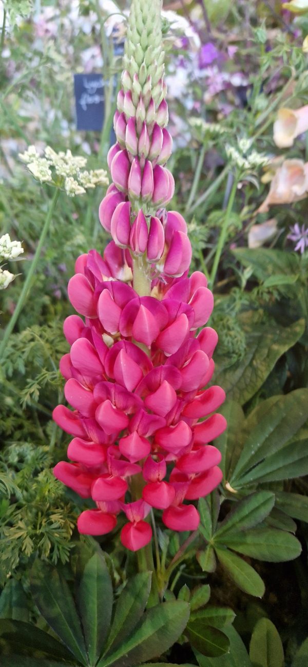 Lupinus West Country 'Beefeater' Lupinus West Country 'Beefeater'