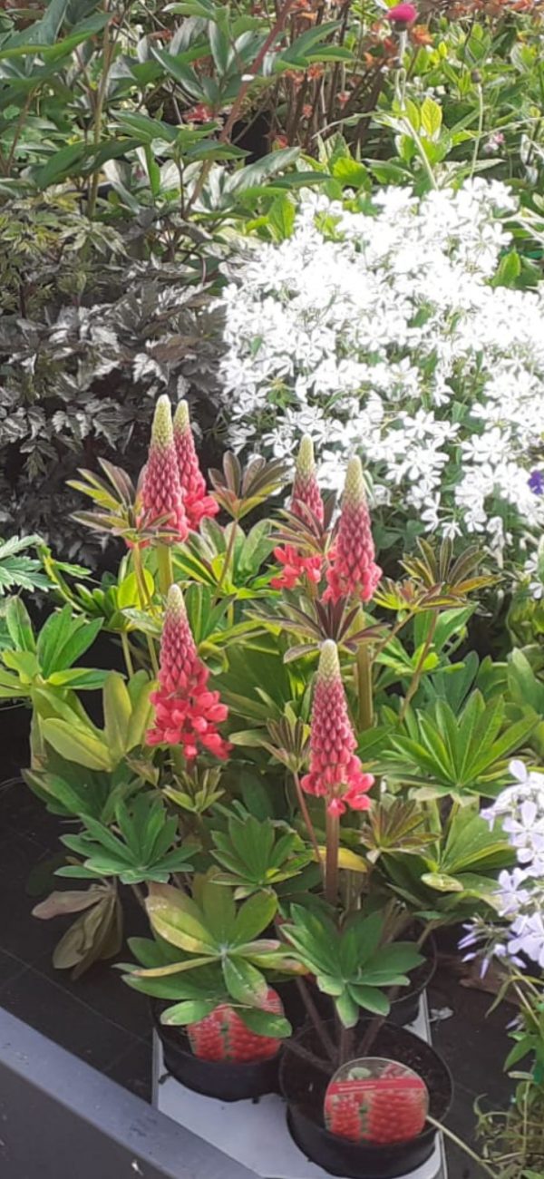 Lupinus West Country 'Beefeater'2 Lupinus West Country 'Beefeater'