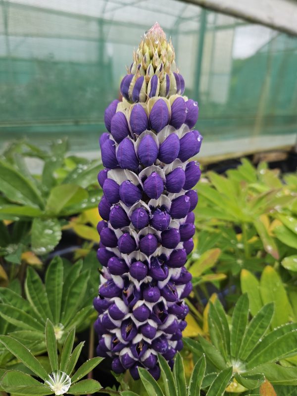 Lupinus West Country 'Blacksmith' Lupinus West Country 'Blacksmith'