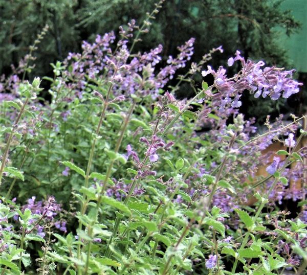 Nepeta x faassenii Junior Walker WEB