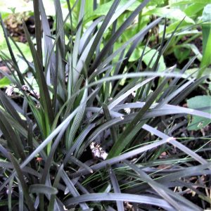 Ophiopogon planiscapus 'Nigrescens'
