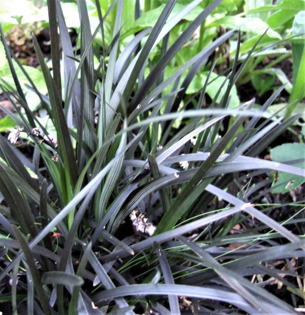 Ophiopogon planiscapus Nigrescens WEB Ophiopogon planiscapus 'Nigrescens'