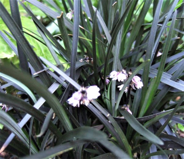 Ophiopogon planiscapus Nigrescens2 WEB