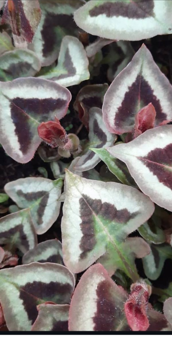 Persicaria runcinata 'Purple Fantasy' Persicaria runcinata 'Purple Fantasy'