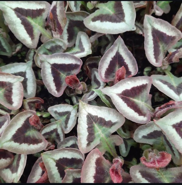 Persicaria runcinata 'Purple Fantasy'