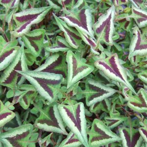 Persicaria runcinata 'Purple Fantasy'