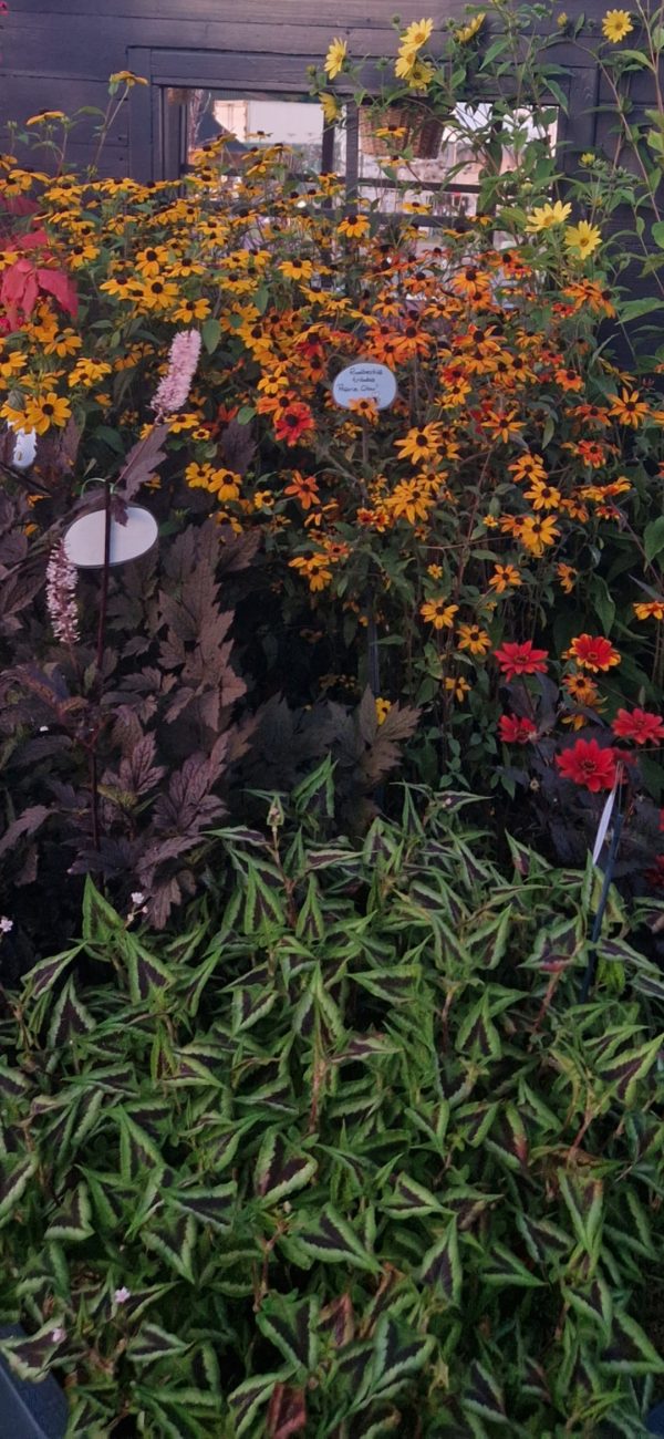 Persicaria runcinata 'Purple Fantasy'