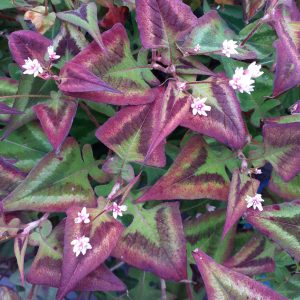 Persicaria runcinata Purple Fantasy
