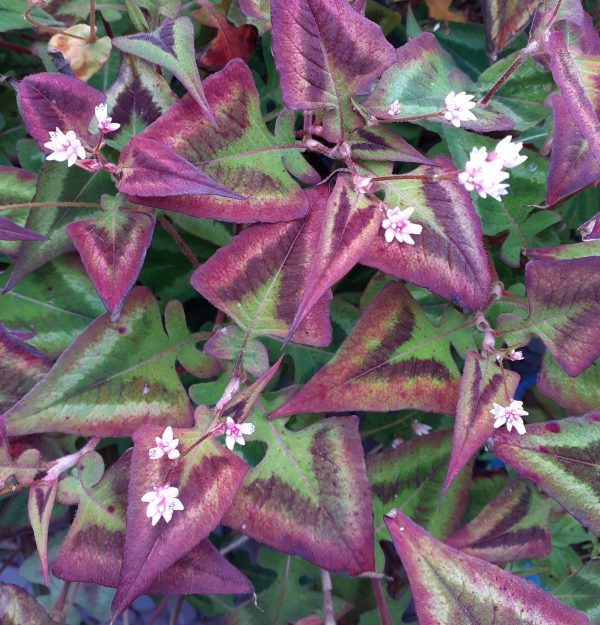 Persicaria runcinata Purple Fantasy
