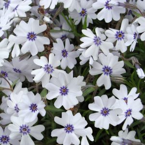 Phlox Bavaria