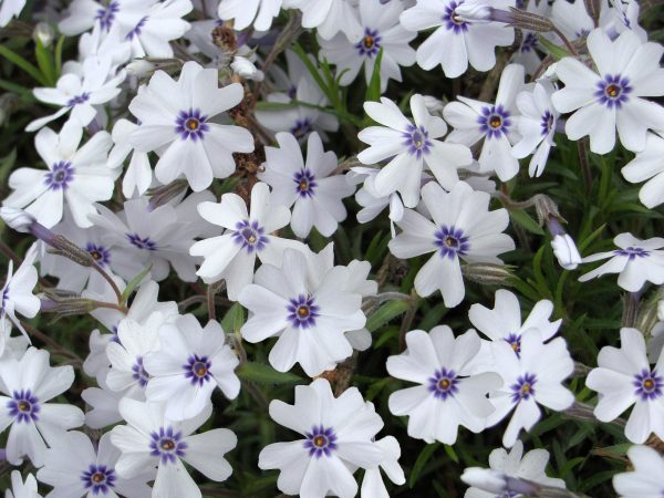 Phlox Bavaria Phlox Bavaria