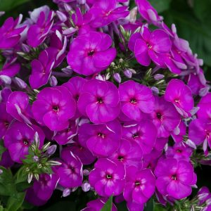 Phlox Ka-Pow Purple