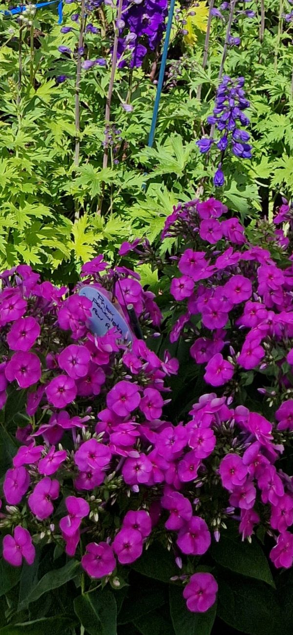 Phlox paniculata 'Ka-Pow Purple'